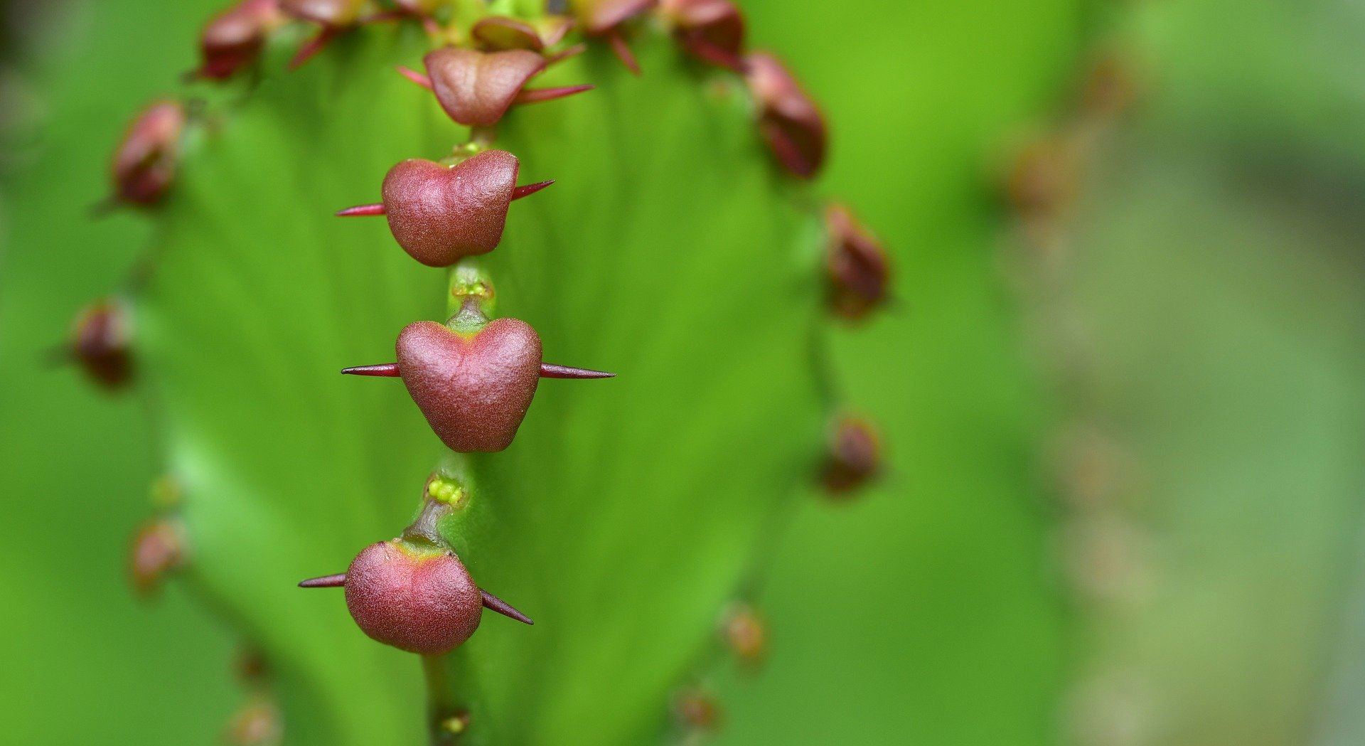 Training Through the Pain